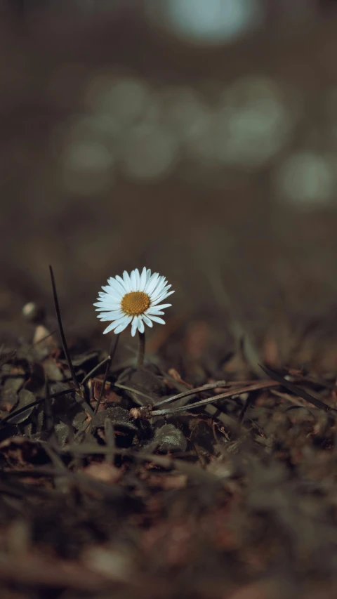 a single white flower is sitting on the ground