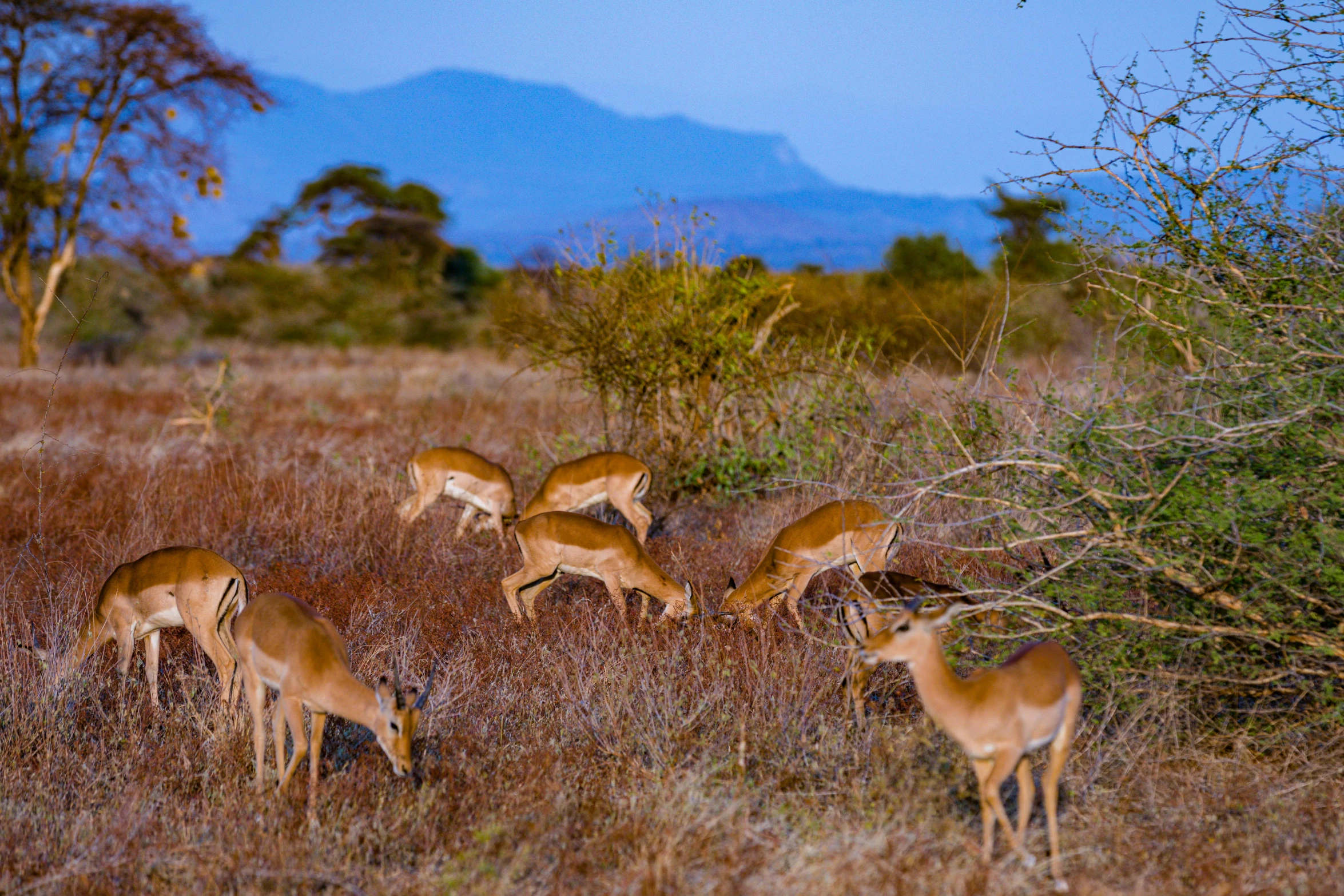 gazelle are grazing in the grasses and shrubs