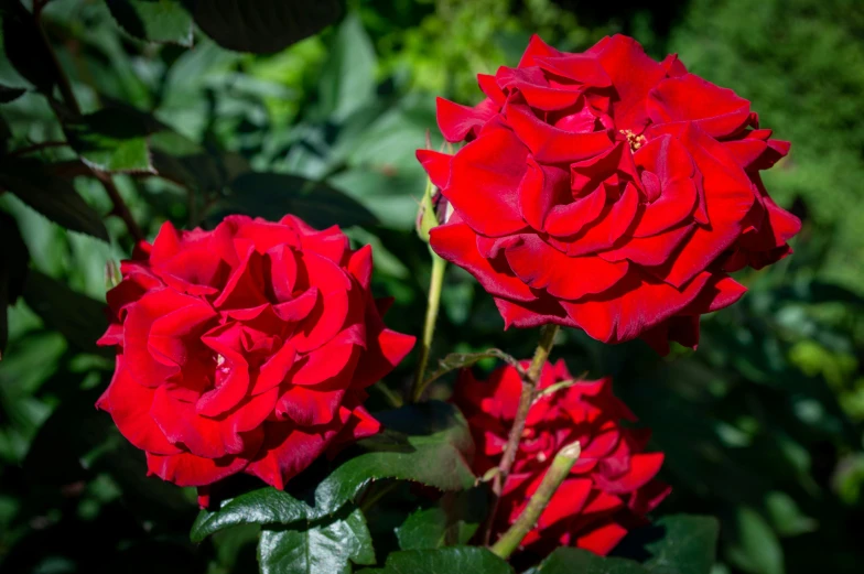 some red roses that are blooming in the sun