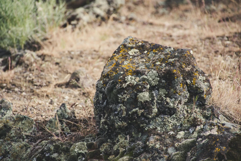 a rock with moss growing all over it in a field