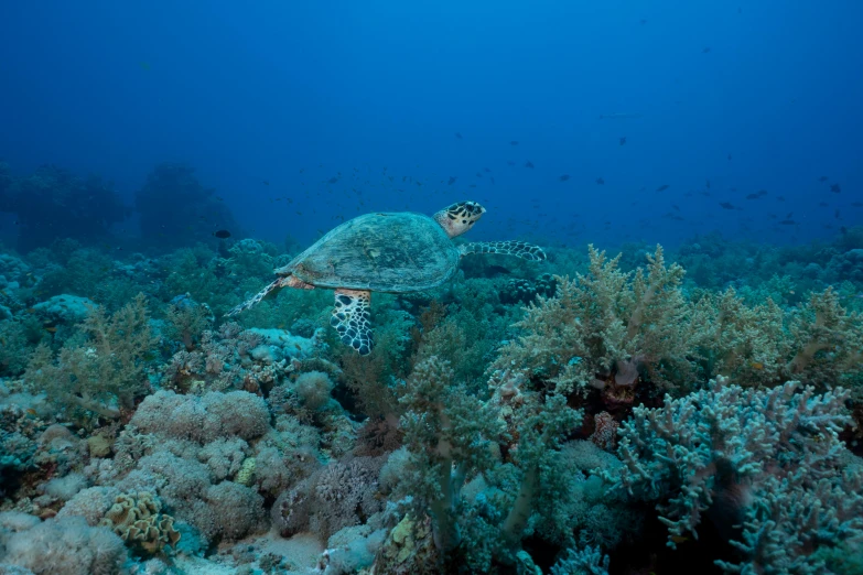 a sea turtle on a reef in the ocean