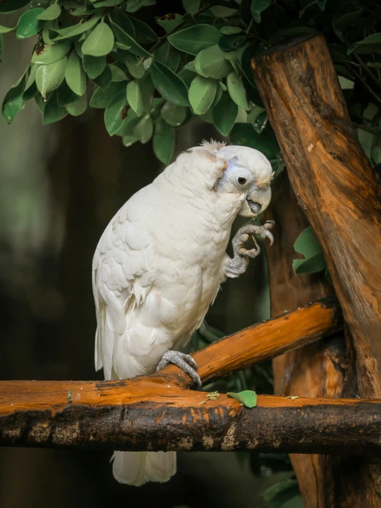 a close up of a bird on a tree limb