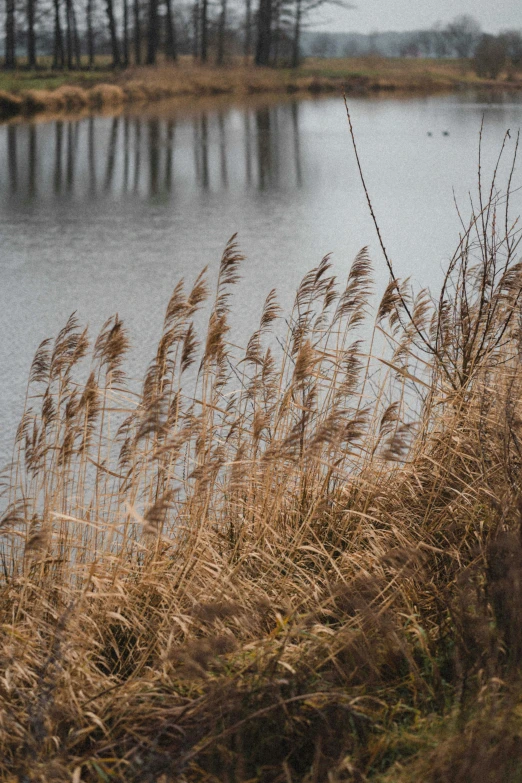 weeds blowing in the wind on a grassy shore