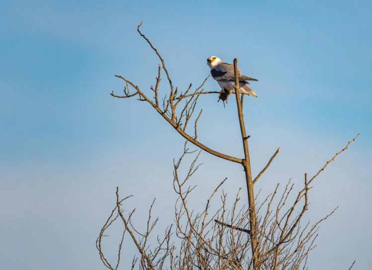 two birds sit on the top of a tree