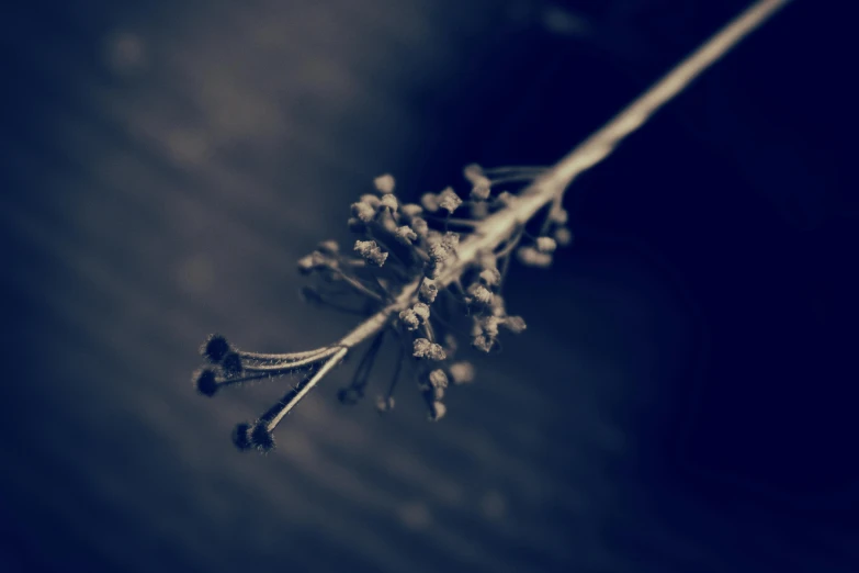 a closeup s of the stem and flowers