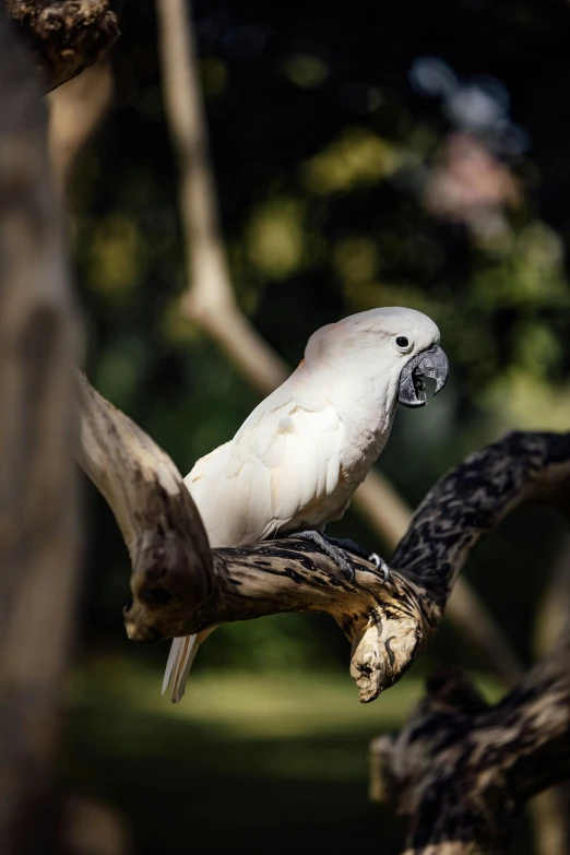 the white bird is perched on the nch of the tree