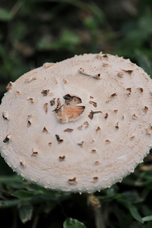 a close up of a white mushroom with holes