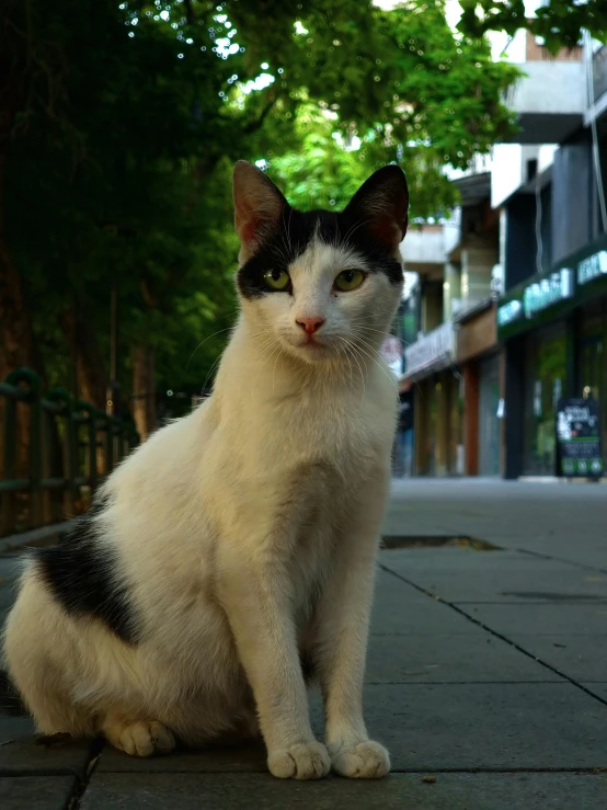 a cat sitting on the ground next to a wall