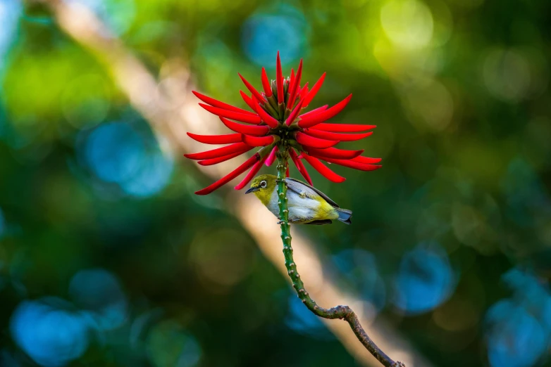 a budding red flower on a nch, with some blurred in background