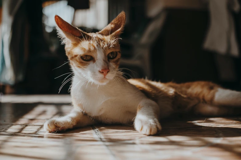 an orange and white cat sitting on the ground