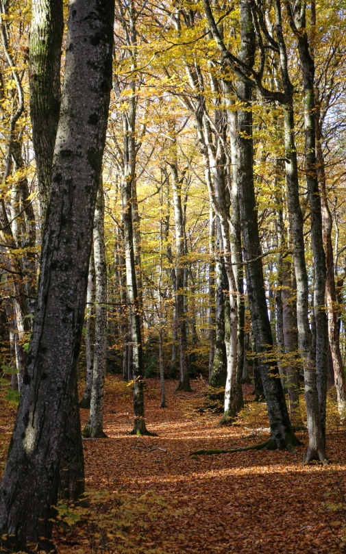 several different trees in a forest on the ground