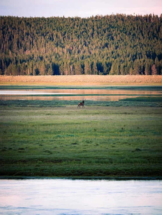 a horse running in a green field with trees in the background