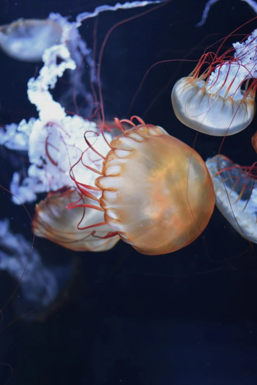 several different types of jellyfish in an aquarium