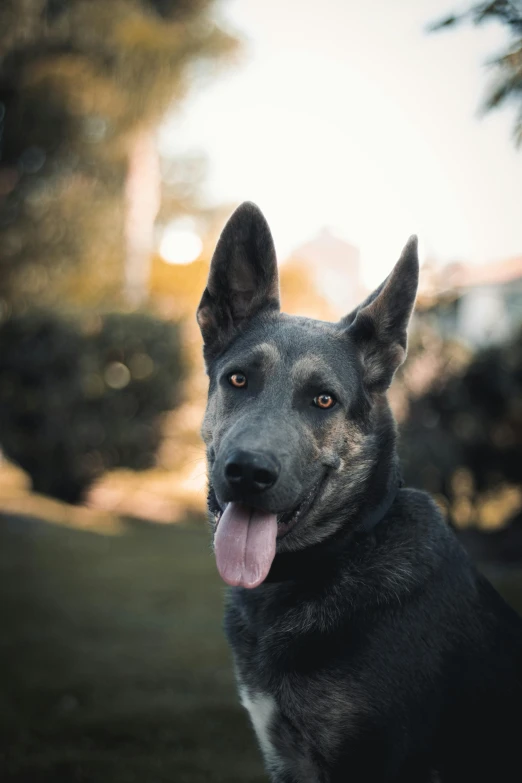 a dog standing in the grass in front of a house