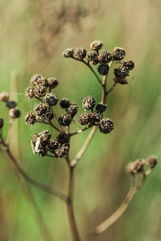 a couple of small black flowers next to each other