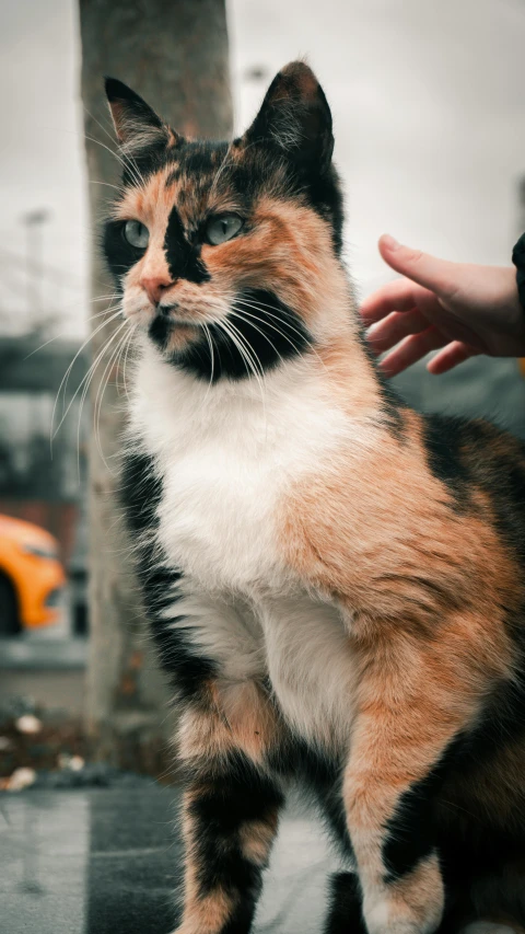 a cat being petted by someone on a sidewalk