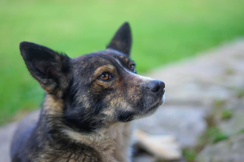 a black and brown dog staring straight ahead