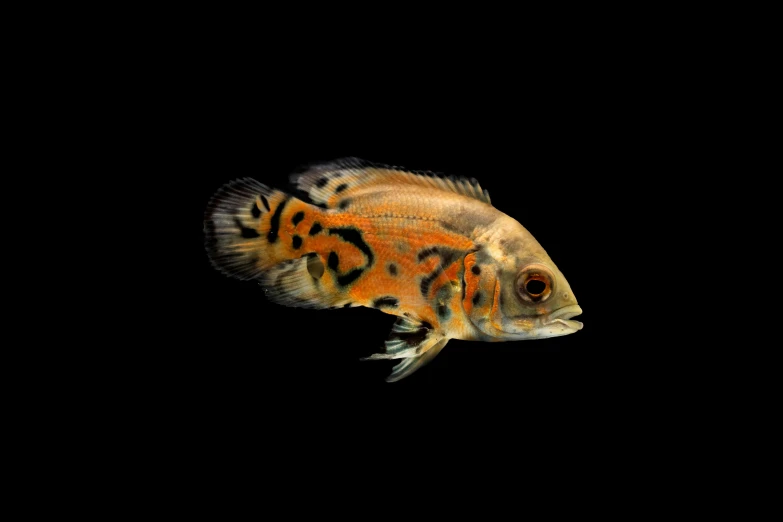 an orange and black fish against a black background