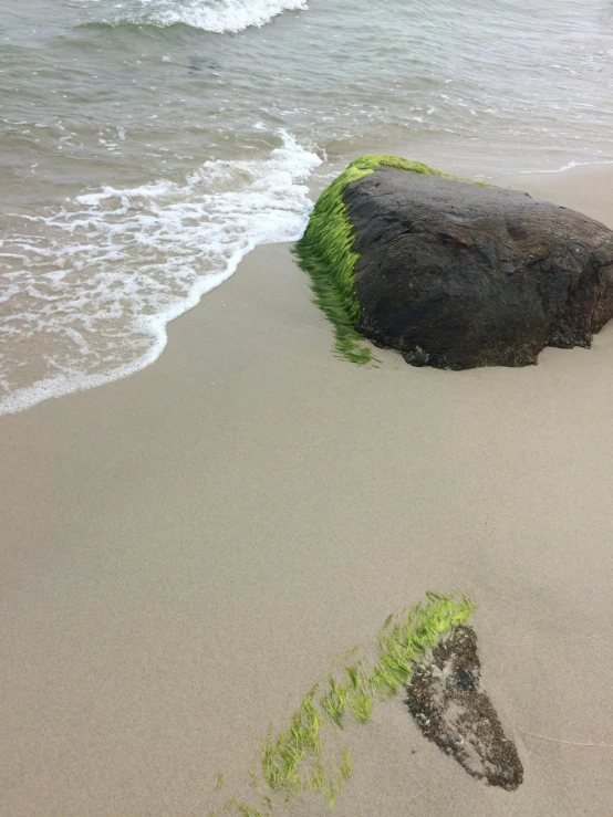 there is a rock on the shore that has grass growing out of it