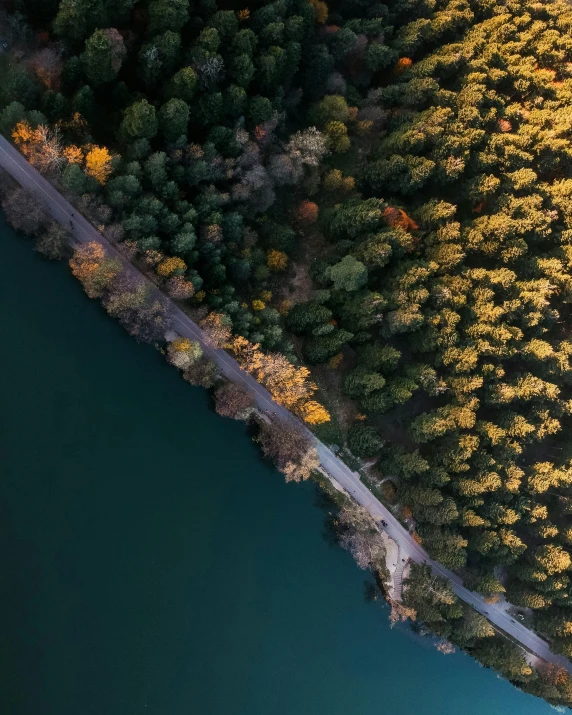 trees surrounding the water from the air