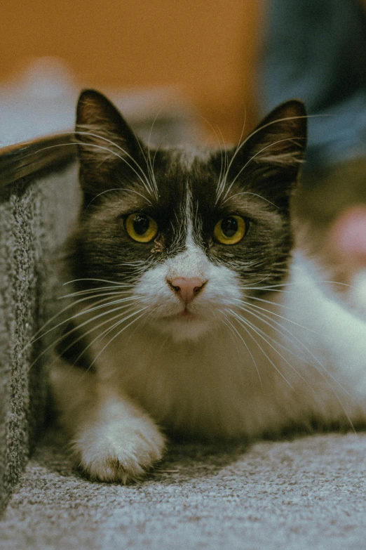 a cat resting on the floor looking up at the camera