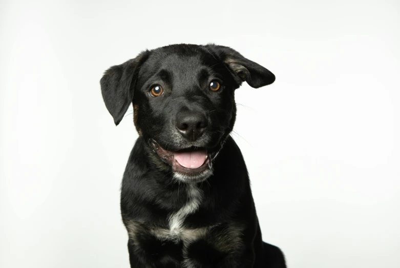 a black and white dog is looking at the camera