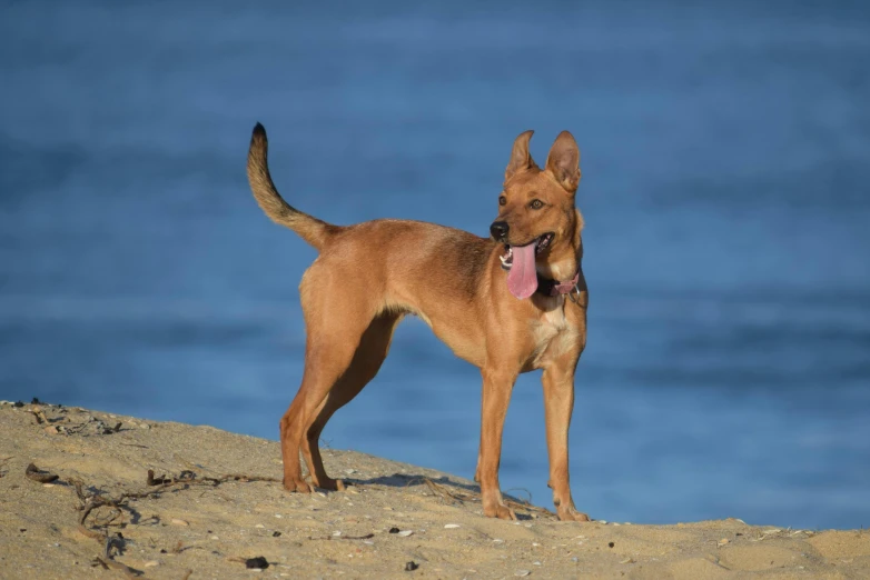 a brown dog with his tongue hanging out standing in the sand near water