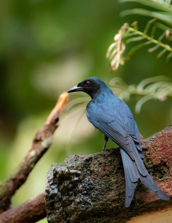 a bird sits on a nch and eats soing