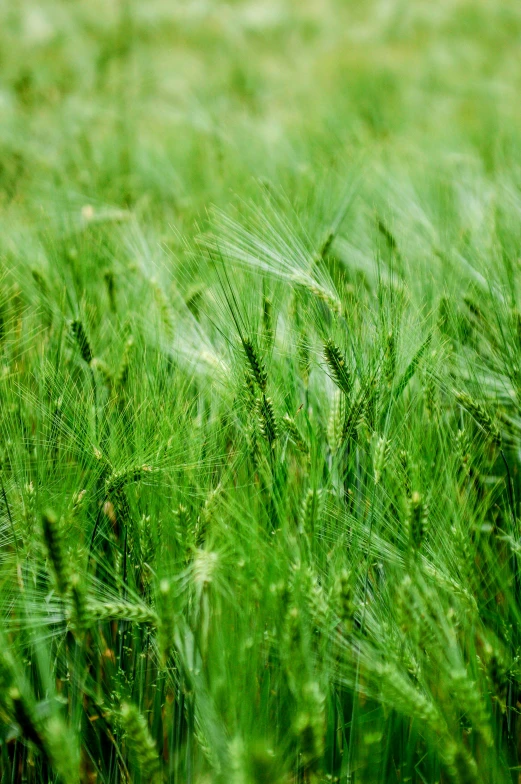 close up of a bunch of grass in the field