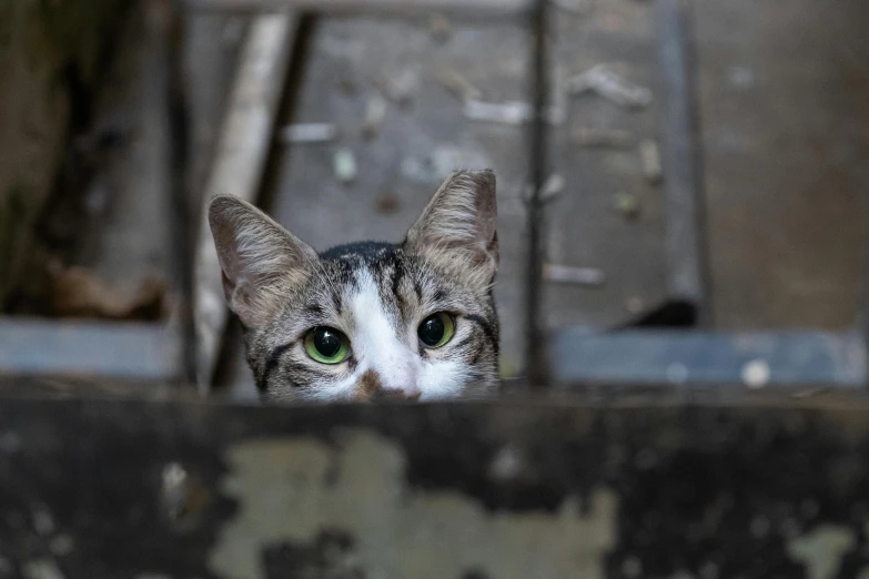 the tabby cat is looking through the bars