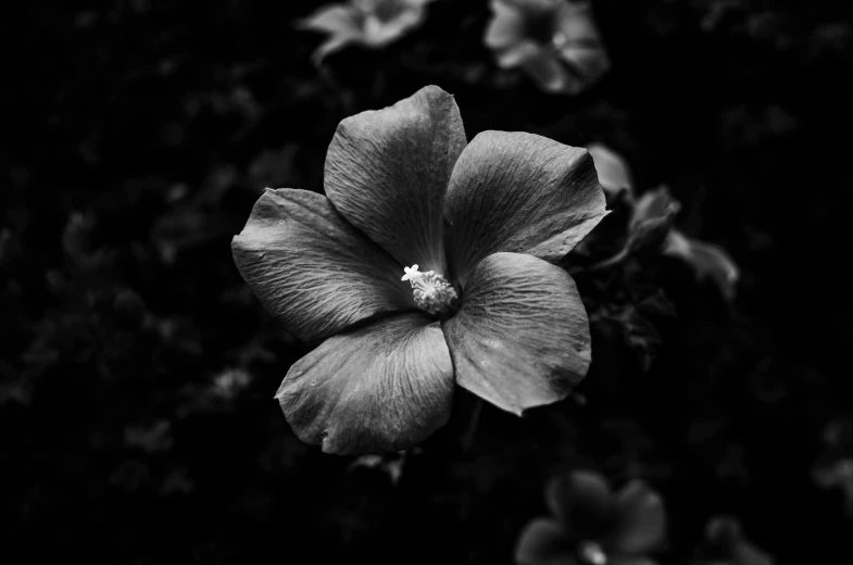 black and white po of a flower with one bud in the middle