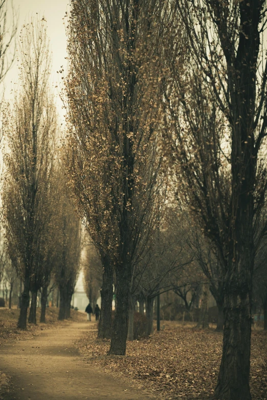 a leaf covered forest trail with lots of trees