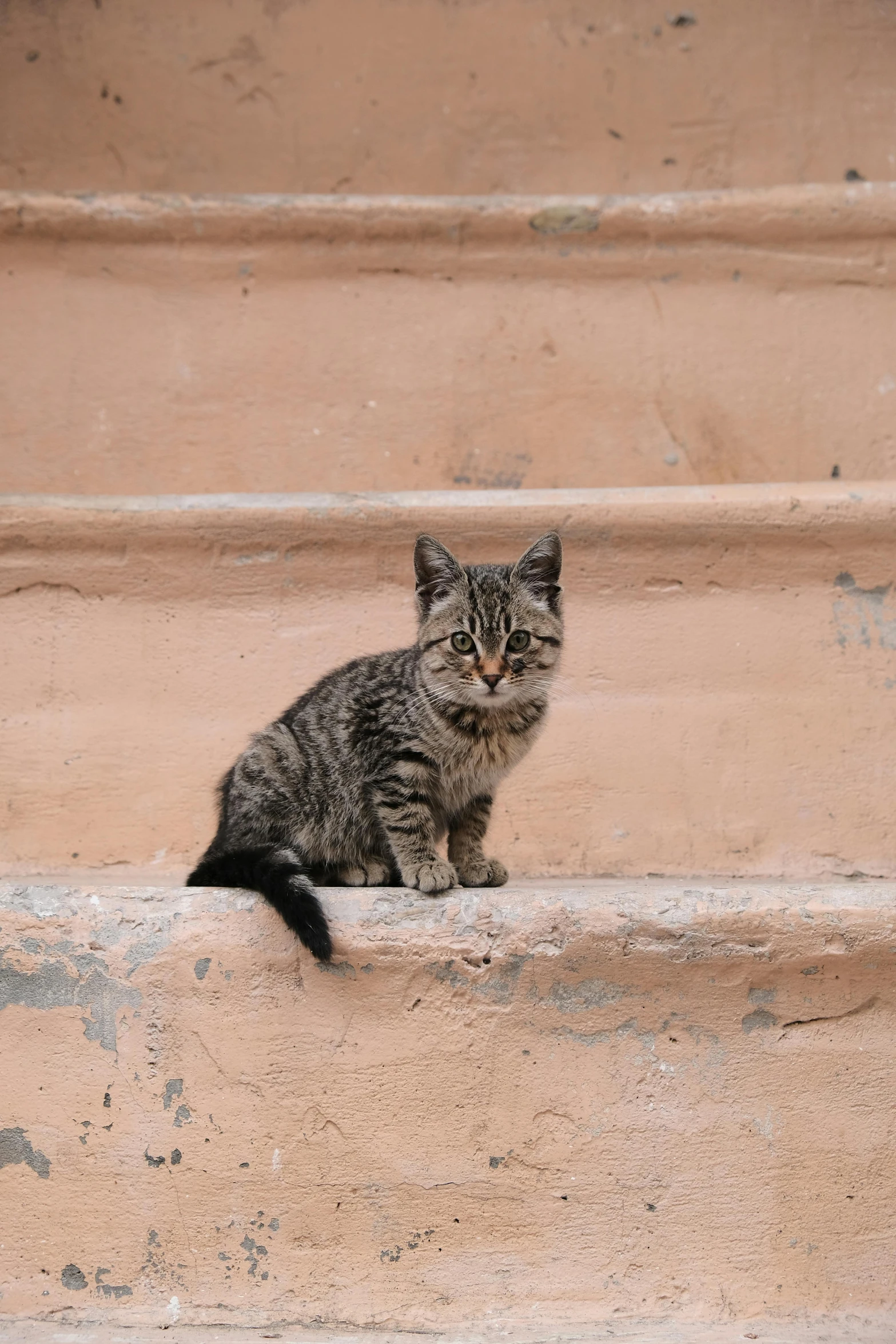 small gray and black cat sitting on concrete step