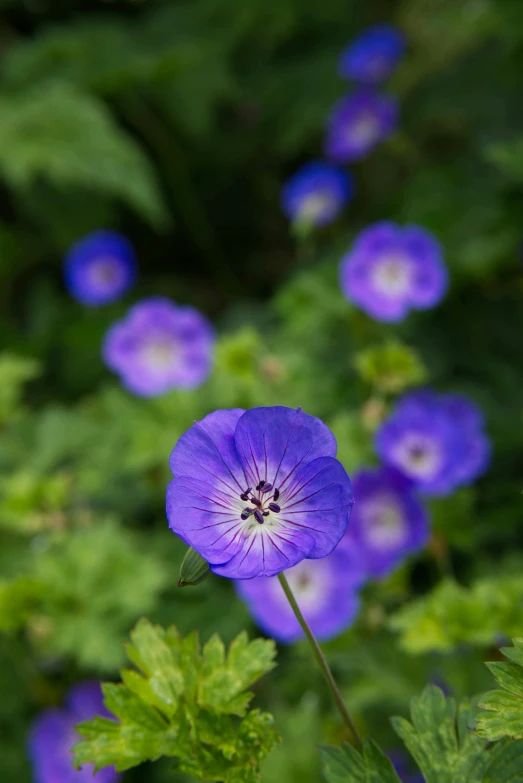 small blue flowers in the middle of a patch of green