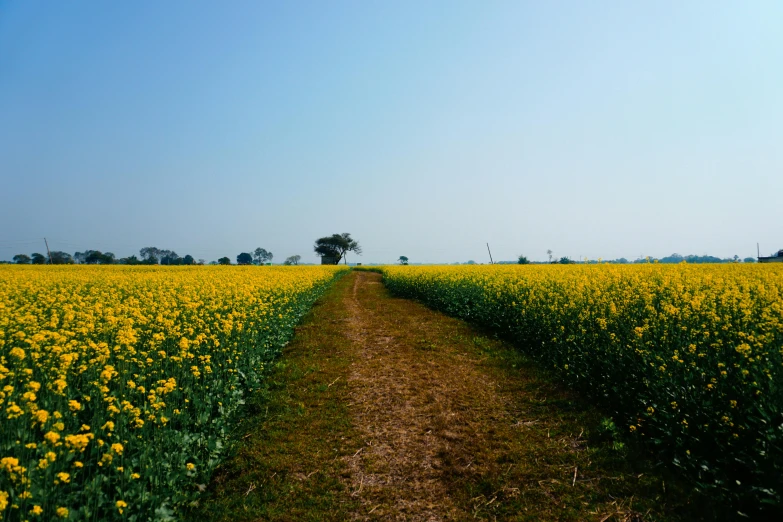 a view of a dirt road running through a field full of flowers