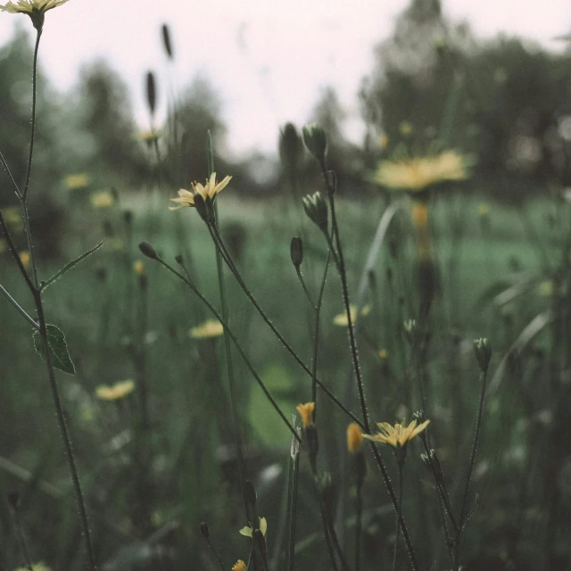 some grass and weeds in the wild with some plants in it