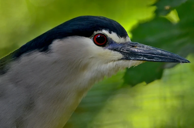 this is a closeup po of a black, white and red bird