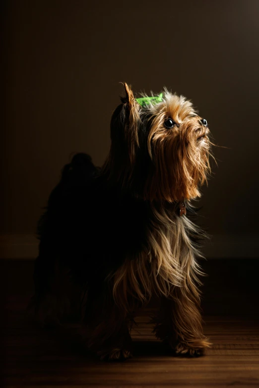 a yorkshire terrier sits on the floor looking up