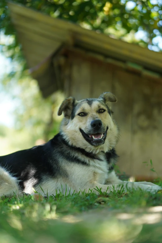 a black and white dog sitting in the grass