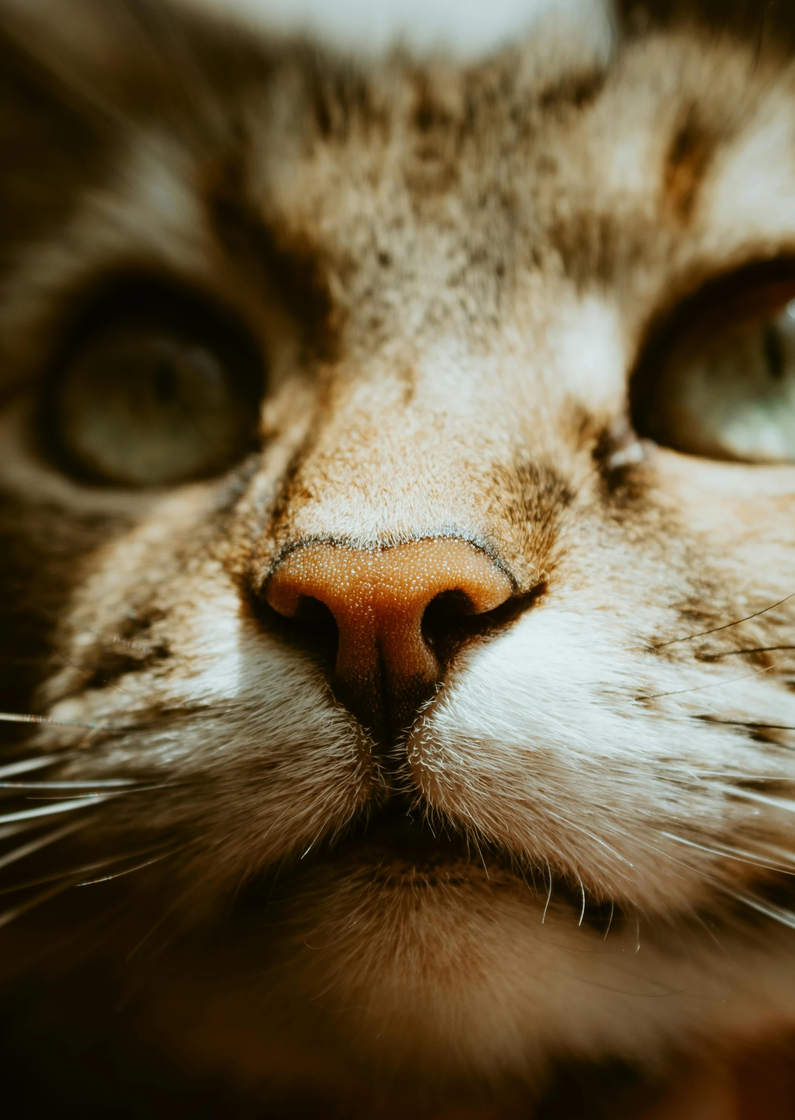 a cat has a very small amount of eyelashes on his face