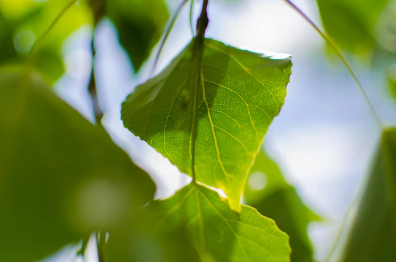 a green leaf is hanging from a tree