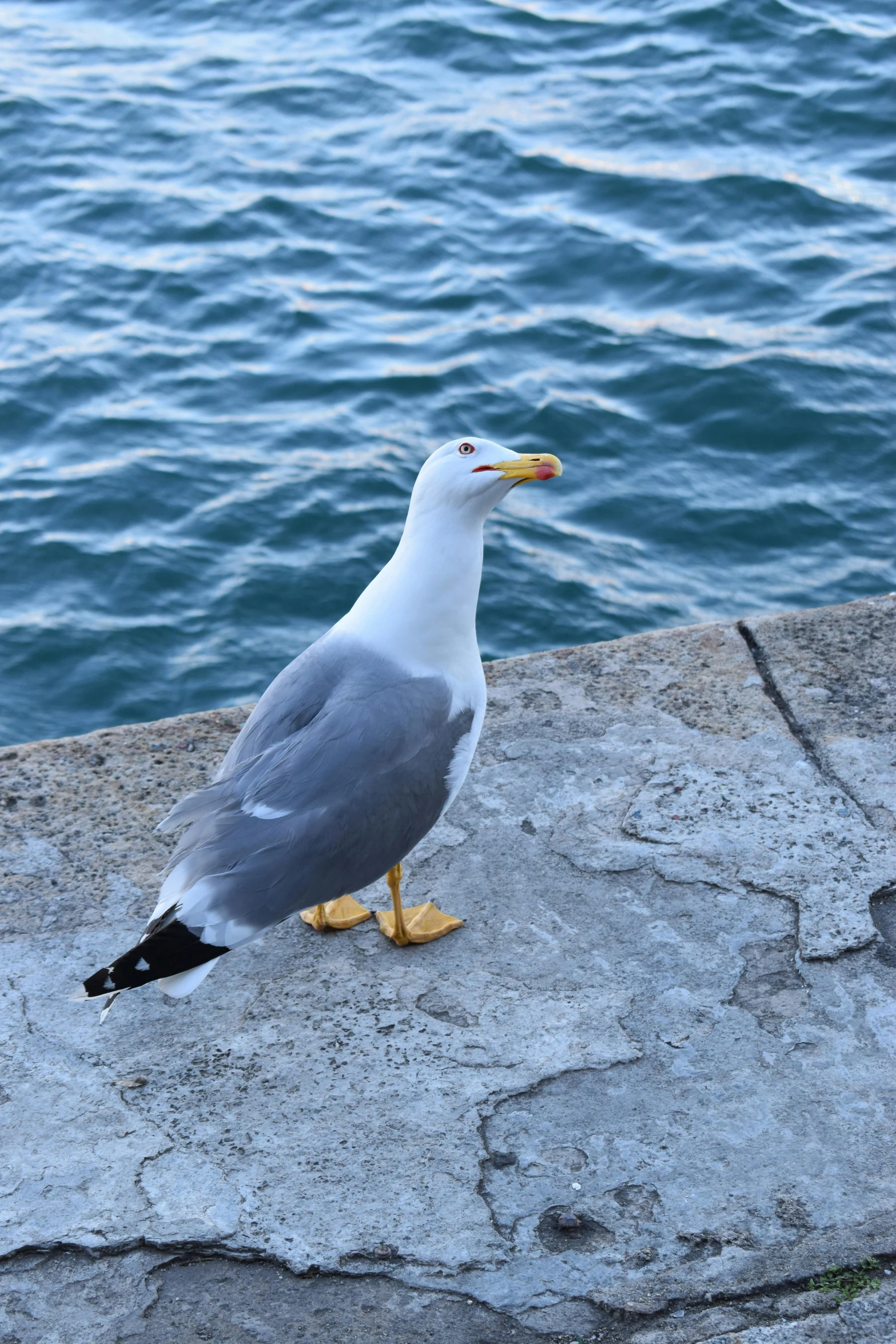 a seagull with yellow legs standing on the edge of a dock