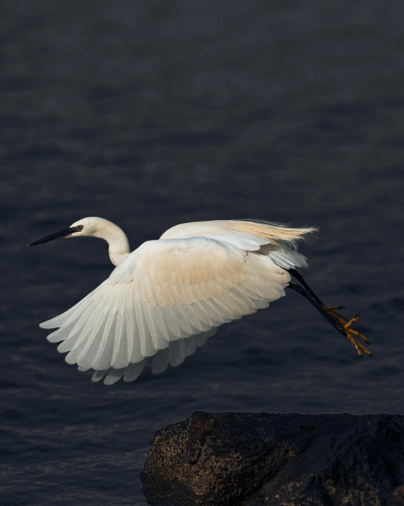 a white bird flying over the ocean on a rocky coast