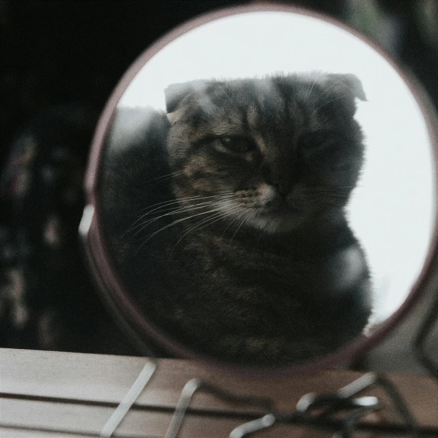 the kitten is looking at its own reflection in the mirror