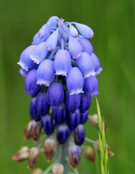 a group of blue flowers sitting on top of green stems