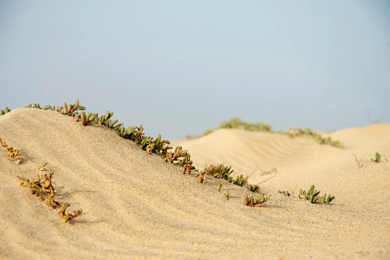 many small plants grow out of the top of a mound of sand