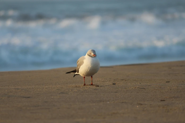 a seagull stands on the beach looking out to the ocean