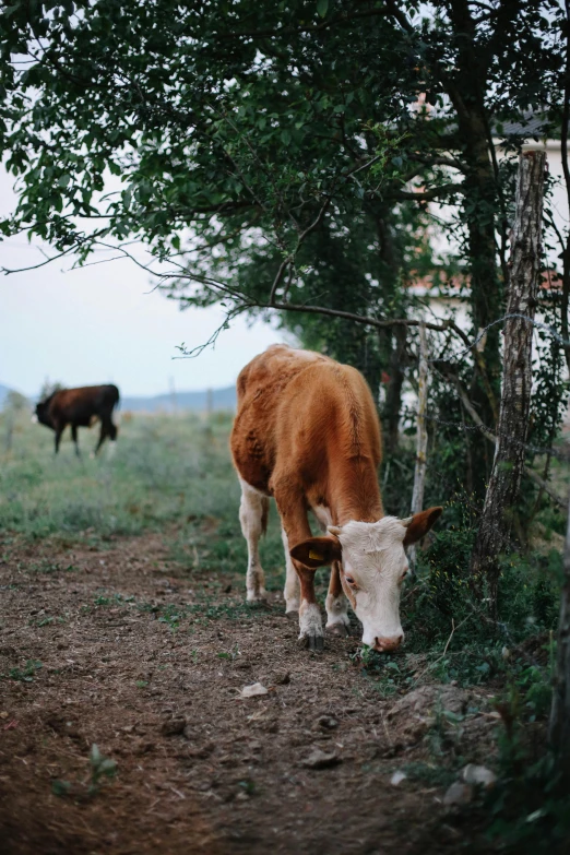 two cows are standing together in the grass