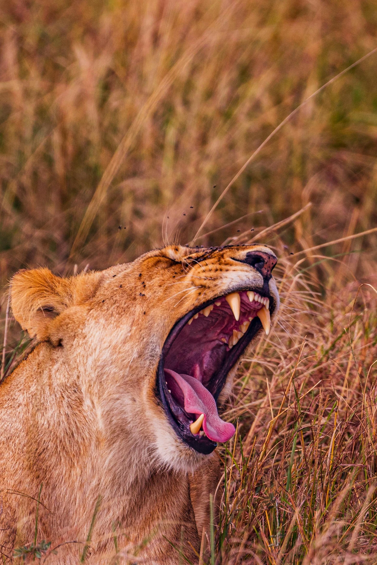 a lion yawns with its mouth open in tall grass