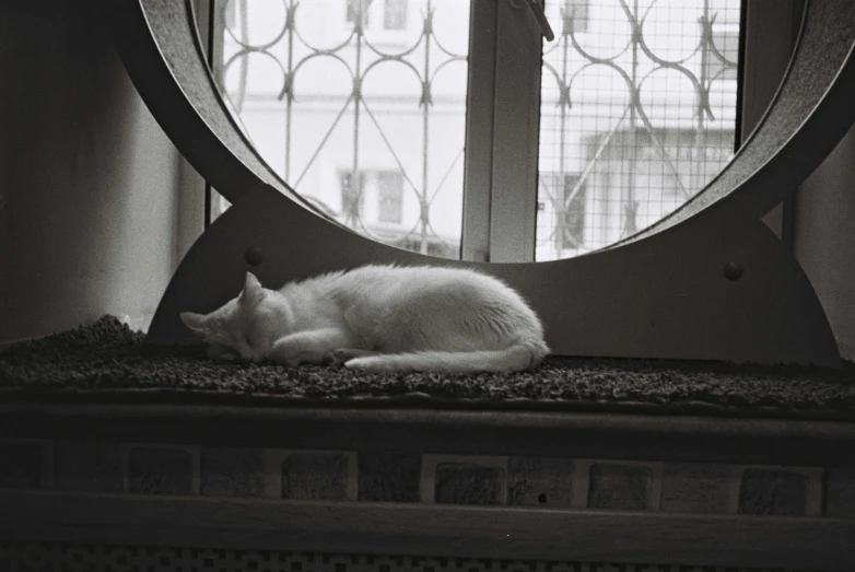 a white cat is sitting in front of the window